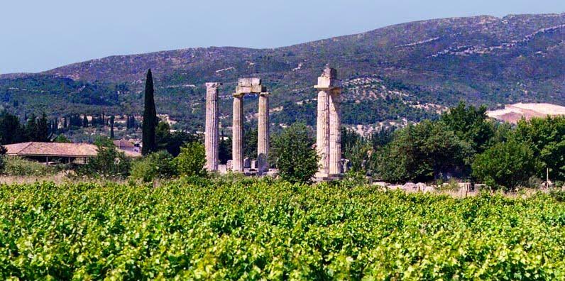 View of the Temple of Zeus from the surrounding vineyards